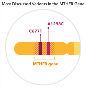 Our Take On The MTHFR Gene